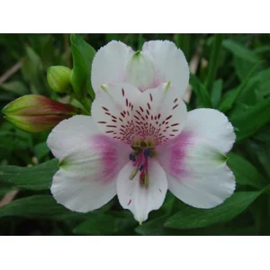 Кампина Кампина